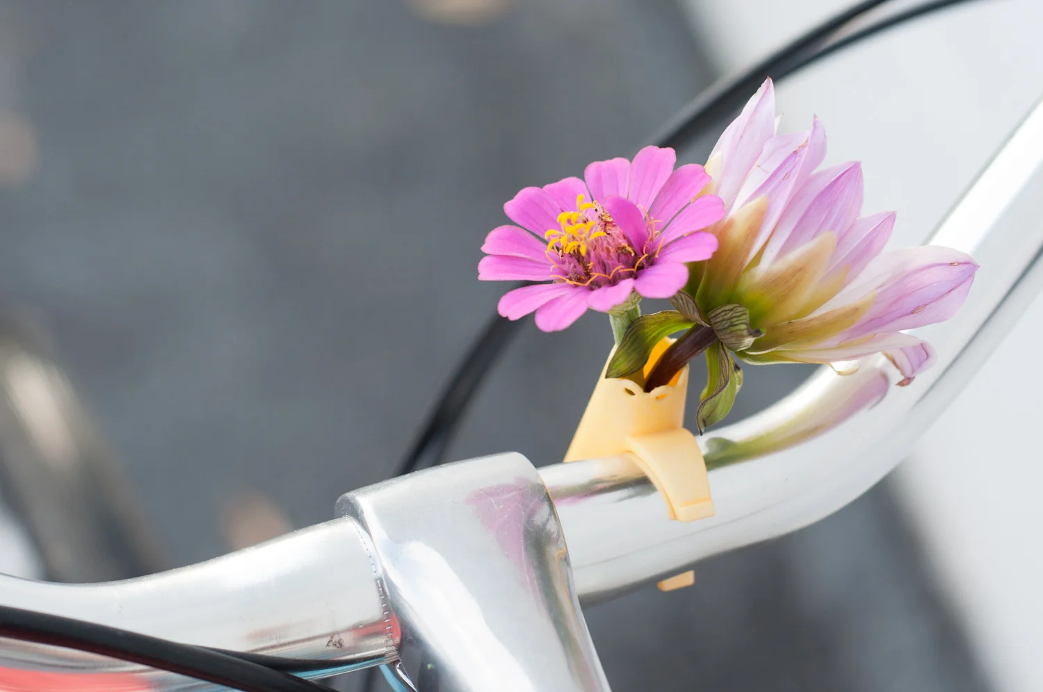 yellow-scallopbike-2-2.jpg