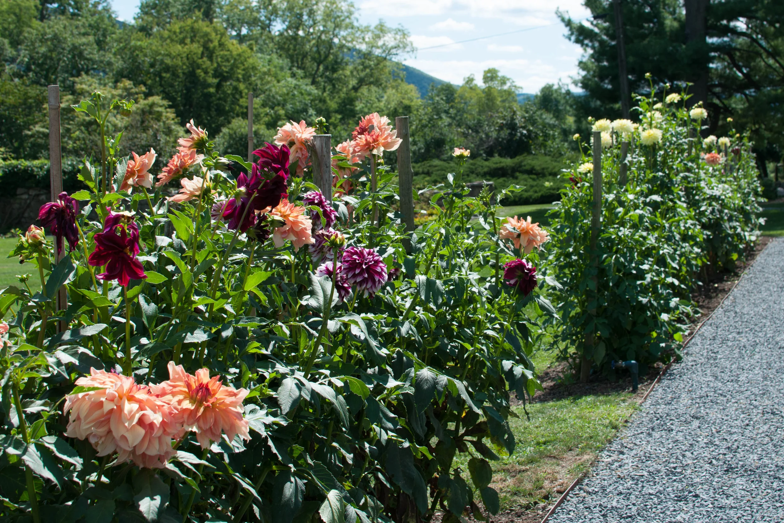 The dahlia garden at Meadowburn Farm. Some of these plants measure close to six feet tall. If you're in Northern New Jersey or New York, you may be able to find their heirloom dahlias at area florists.