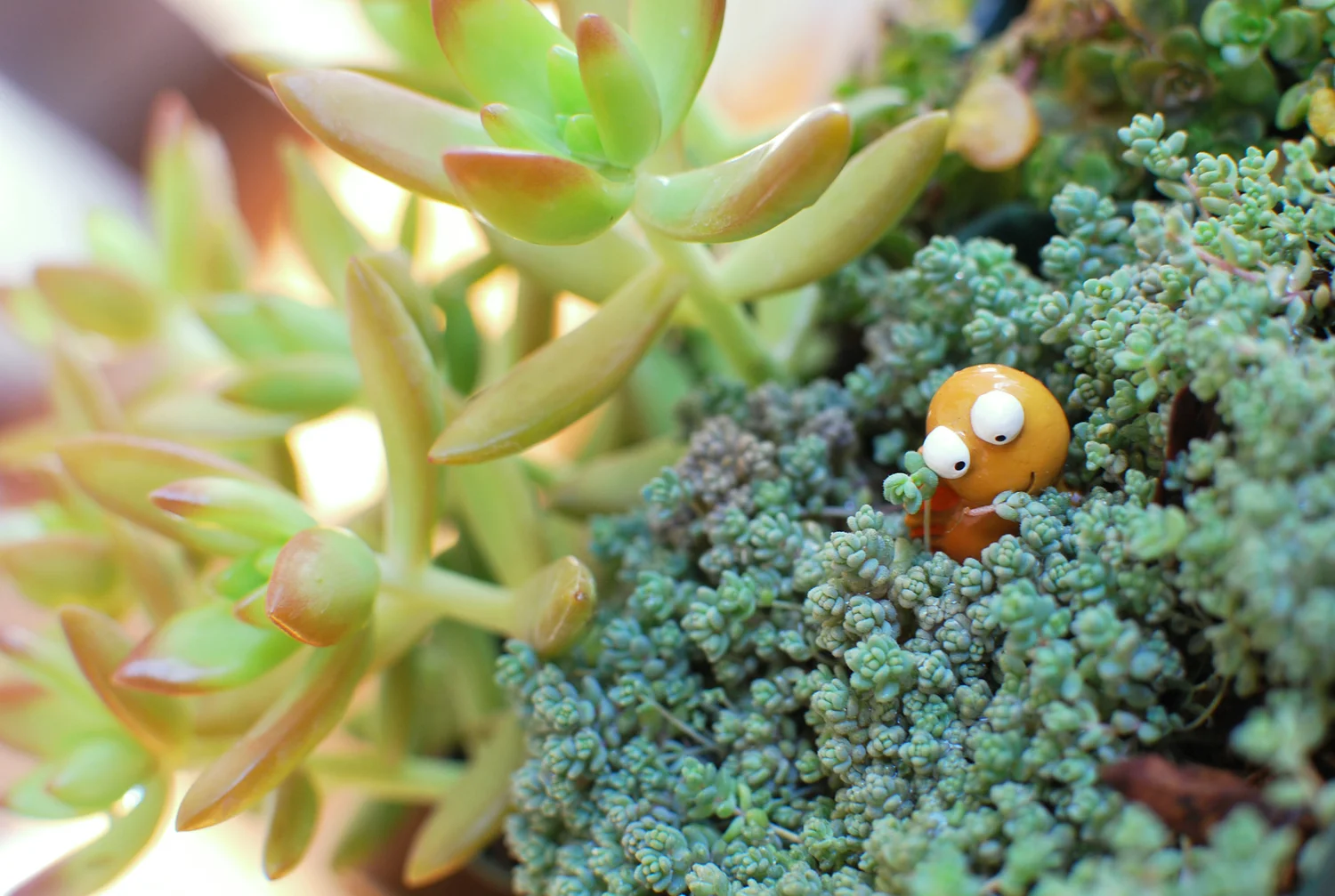 Put a Plant on it! Where to Find Plants in Atlanta — Wearable Planter