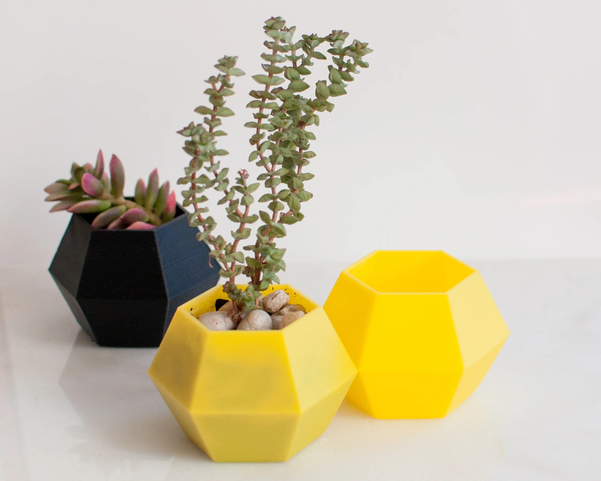 Black and Yellow Planters