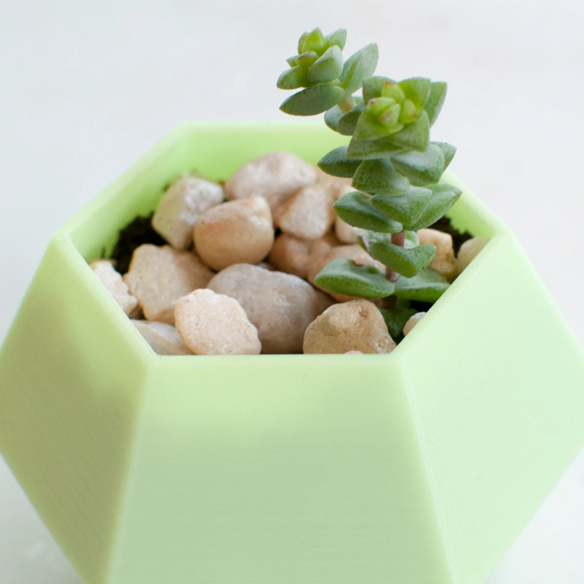 A young succulent clipping thriving in healthy soil.