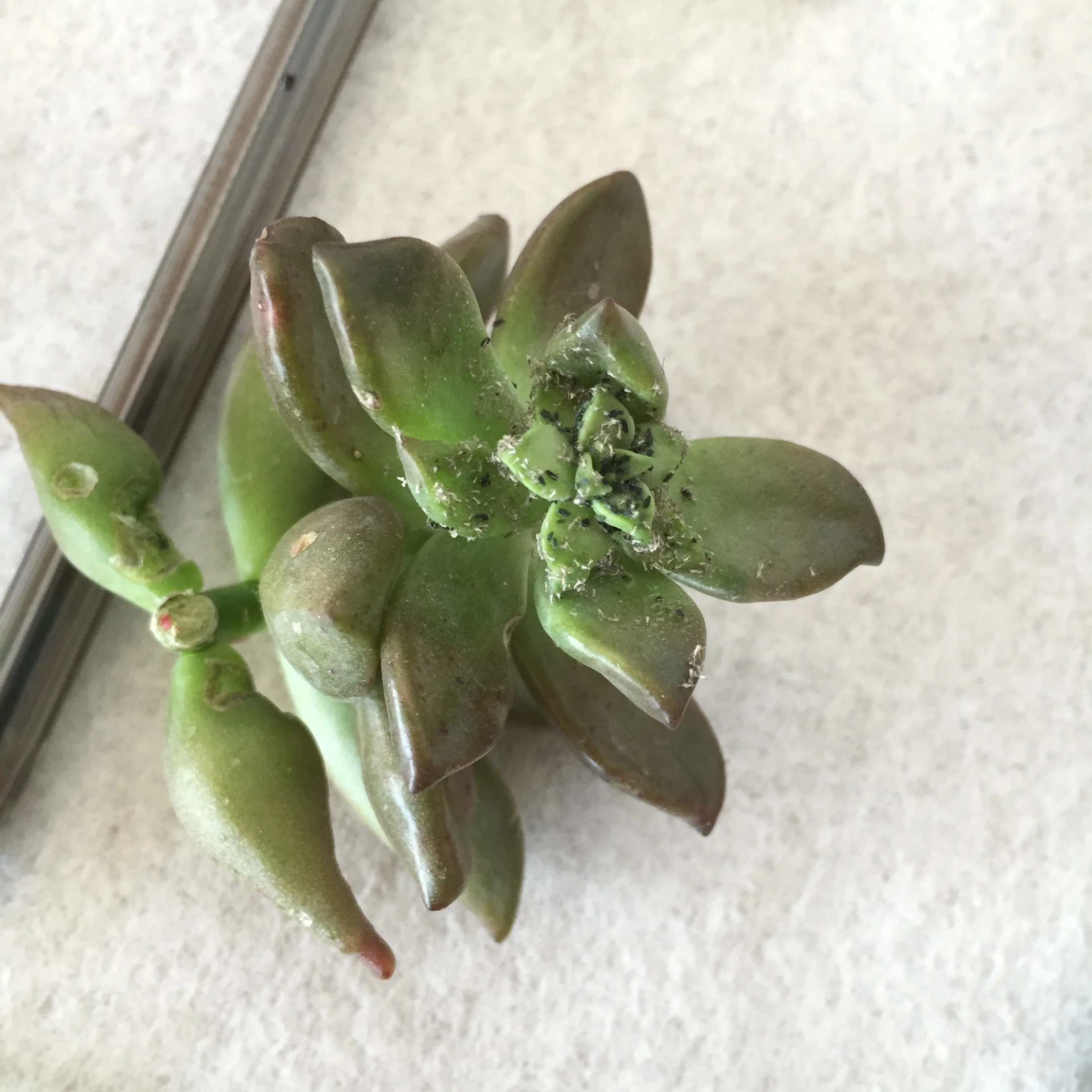 This succulent came contaminated with aphid eggs that hatched. Keeping it separated from my other plants kept it from spreading.