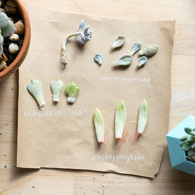 Starting and sorting some succulent cuttings while I bring the last of my plants in for the winter. #plantlady #leafladies #succulents #gardening #crazyplantlady