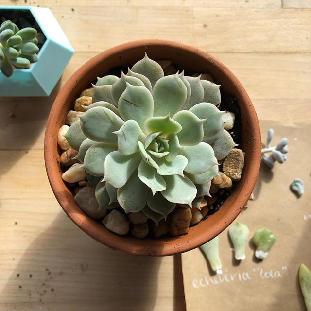 Continued bringing my plants inside this weekend, and this echeveria Lola @ateliersissoko gave me for my birthday doubles in size this summer! #plantlady #plantladyisthenewcatlady #succulents #gardening #crazyplantlady #echeveria #echeverialola #eche