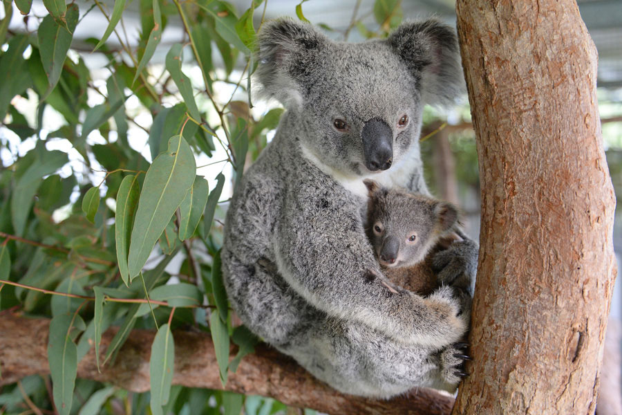 Koala_Lizzy_Joey_Phantom_Australia_Zoo_Wildlife_Hospital_1_2015-06-18.jpg