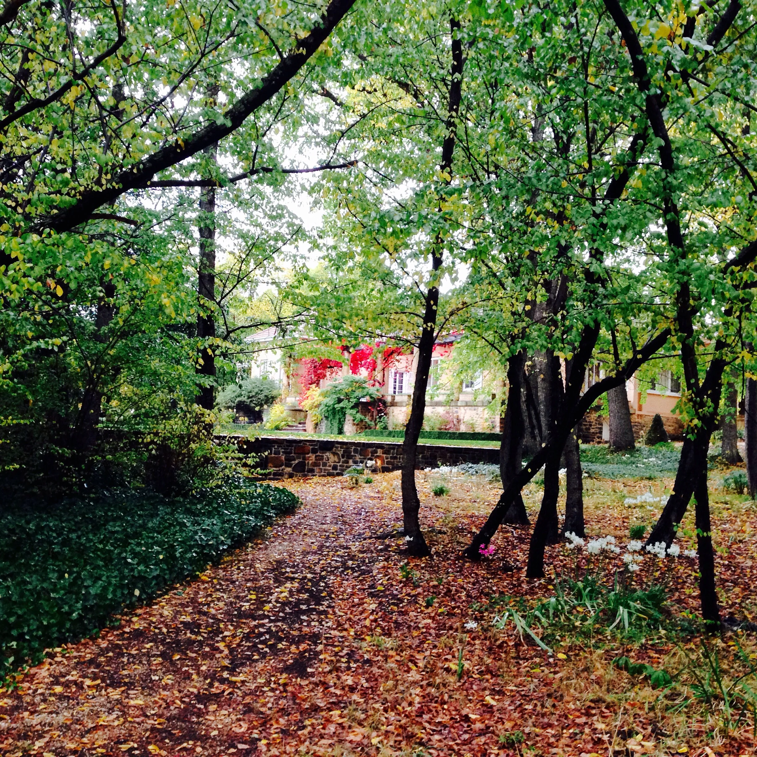 22 APRIL AUTUMN GARDEN.JPG