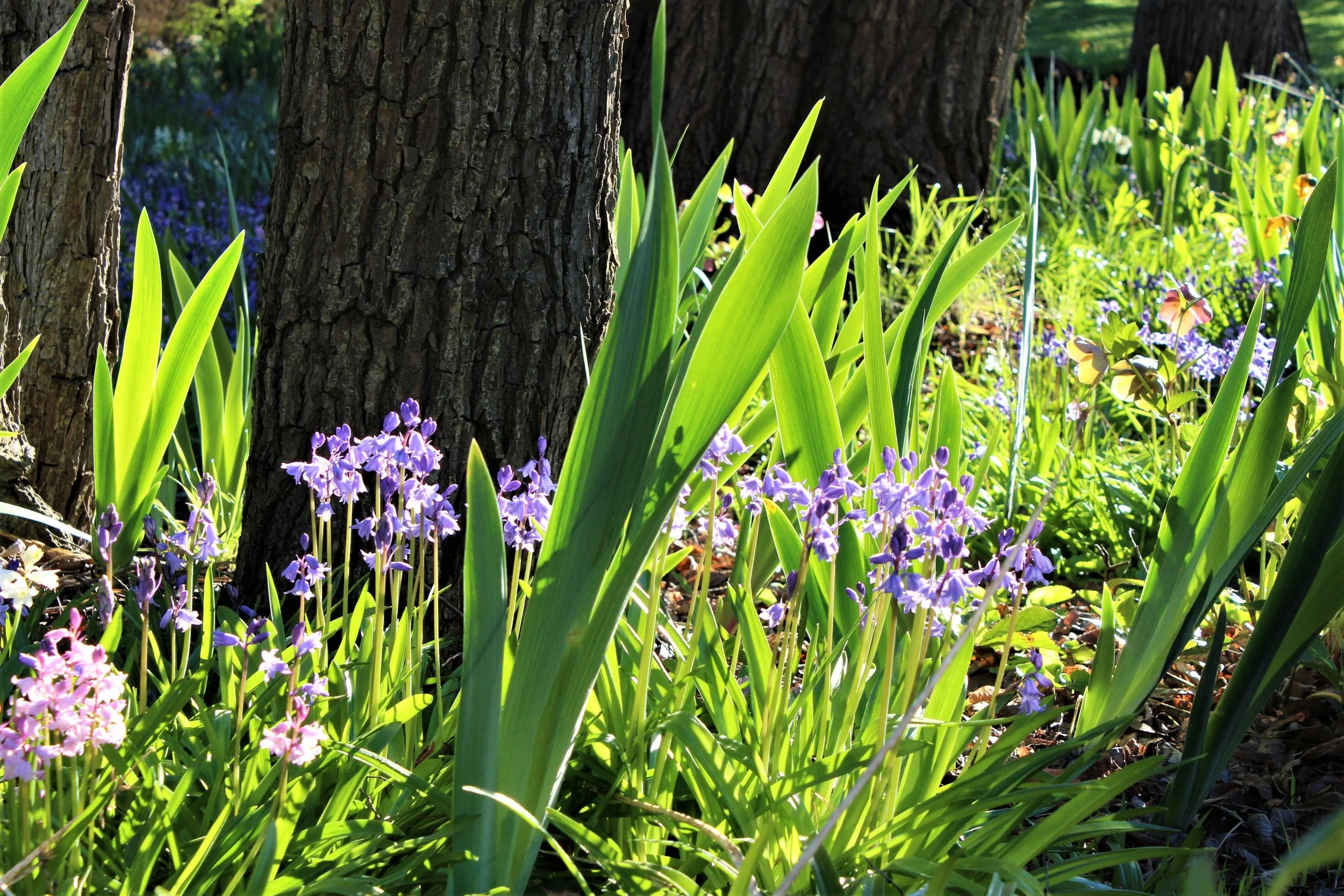 Spring garden 2016 (56).JPG