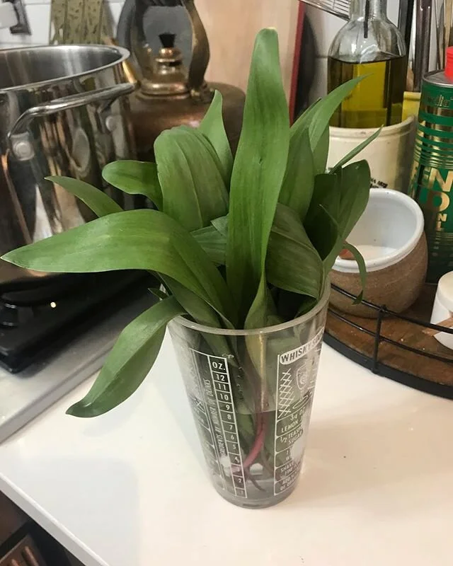 Foraged ramps- soon to be yummy soup!