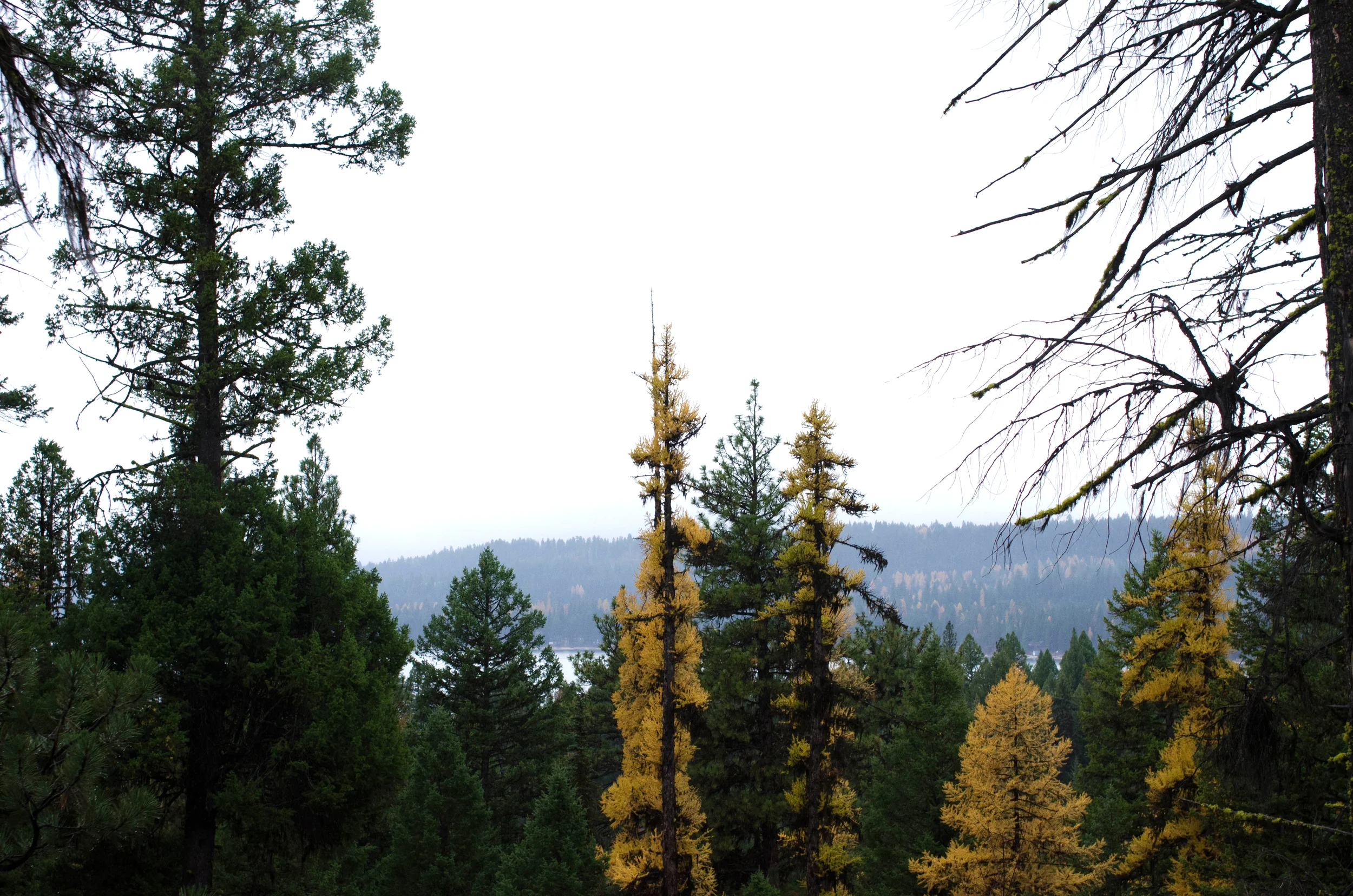 We caught the Larch trees at the perfect time. They turn this vibrant yellow just before losing their needles for the winter.