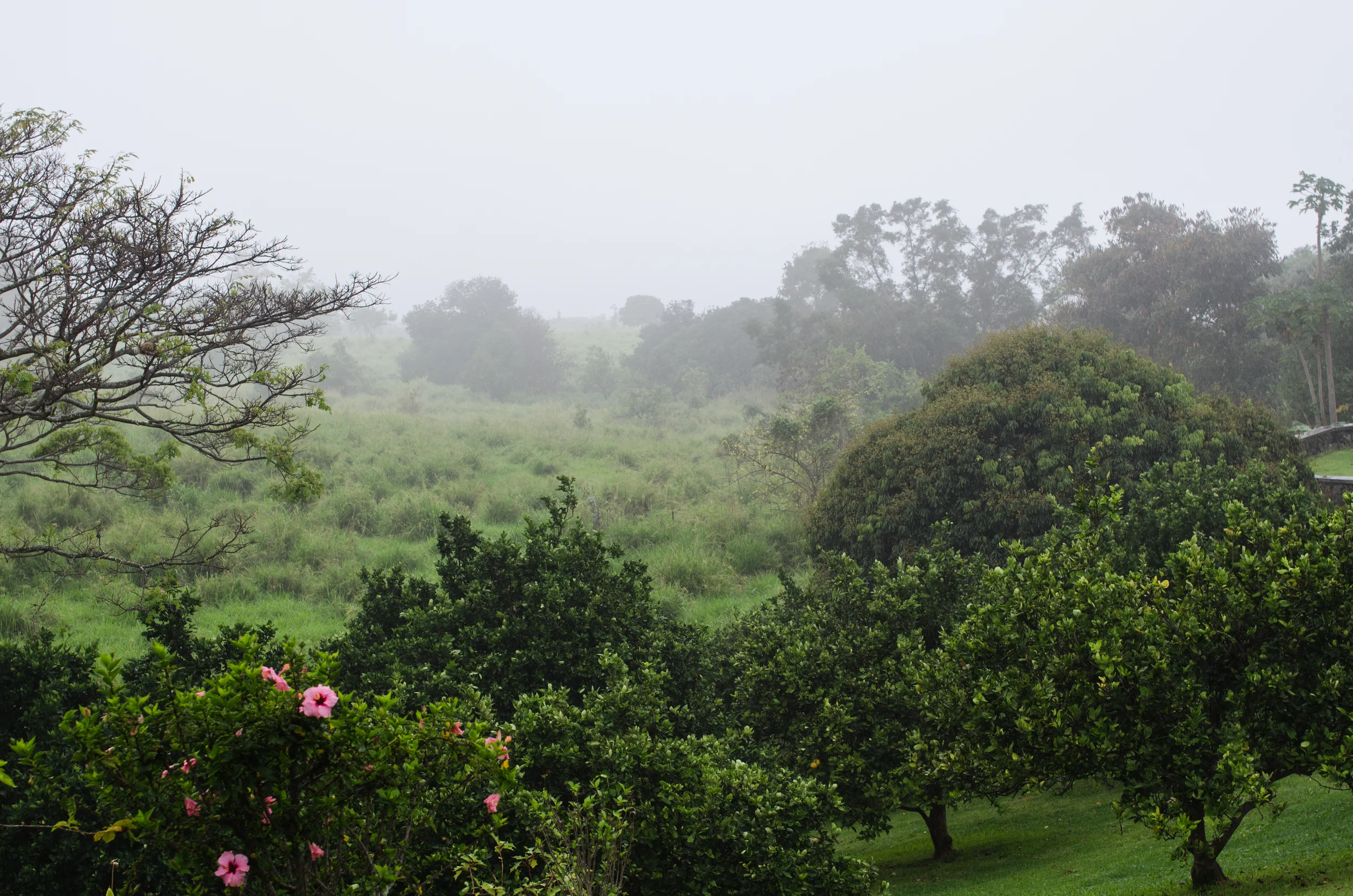 Greenwell Coffee Farm
