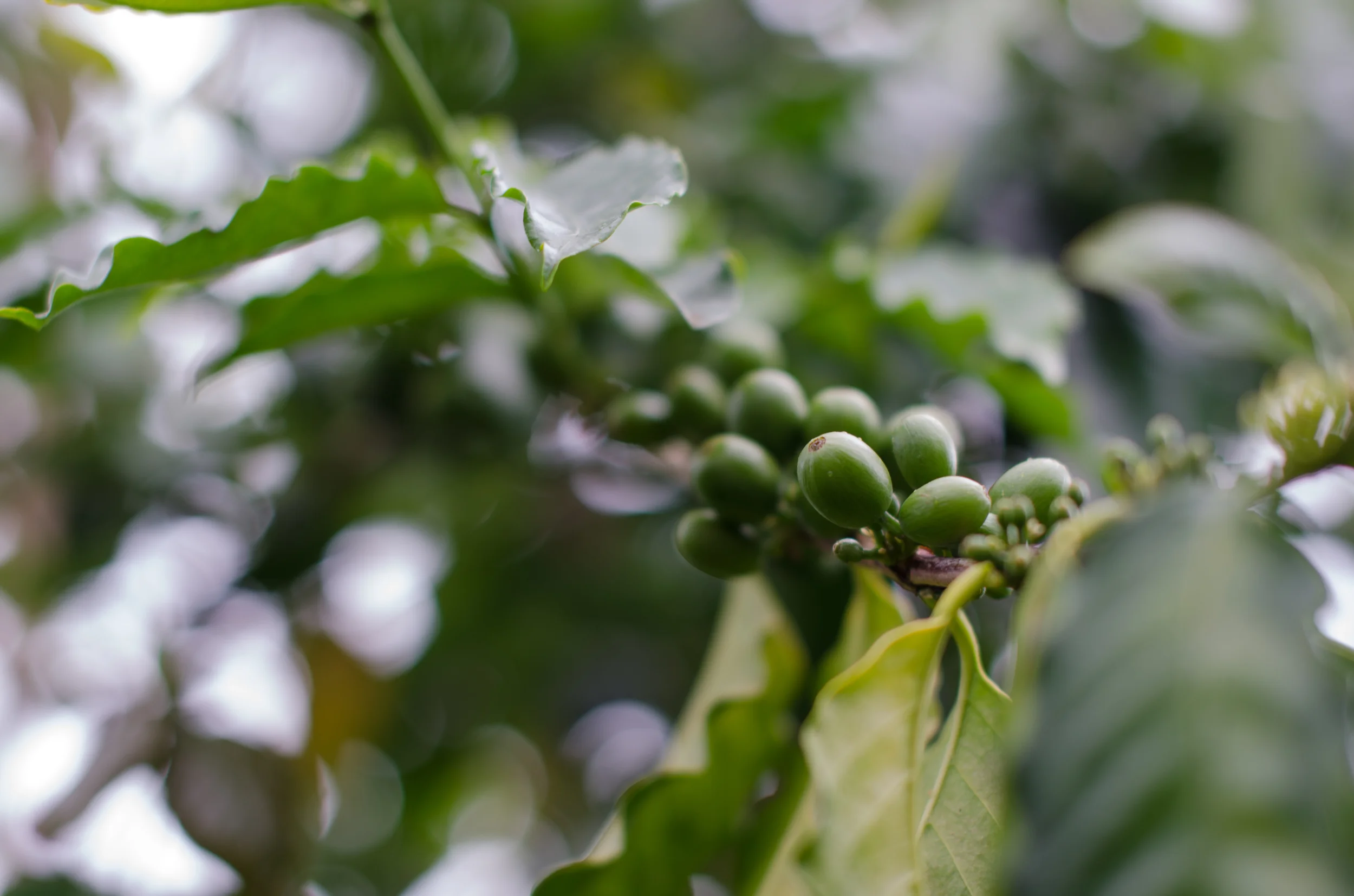 Coffee beans on the branch, not quite ready for harvest.