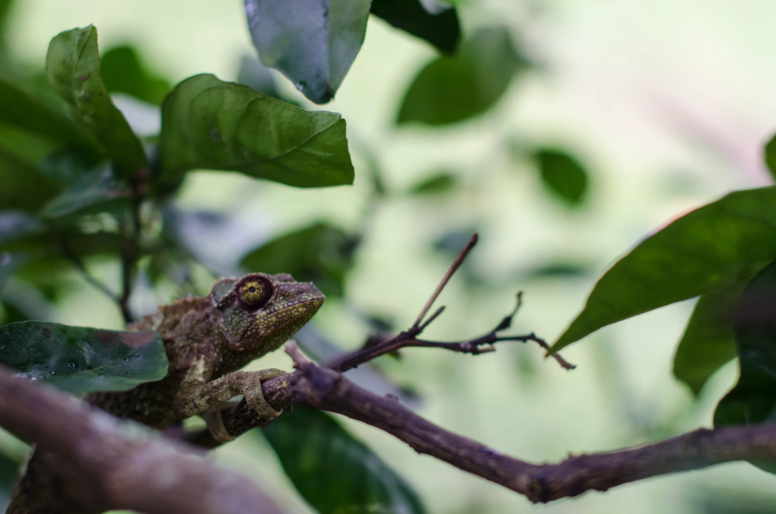 We found this chameleon friend on an orange tree at the plantation.