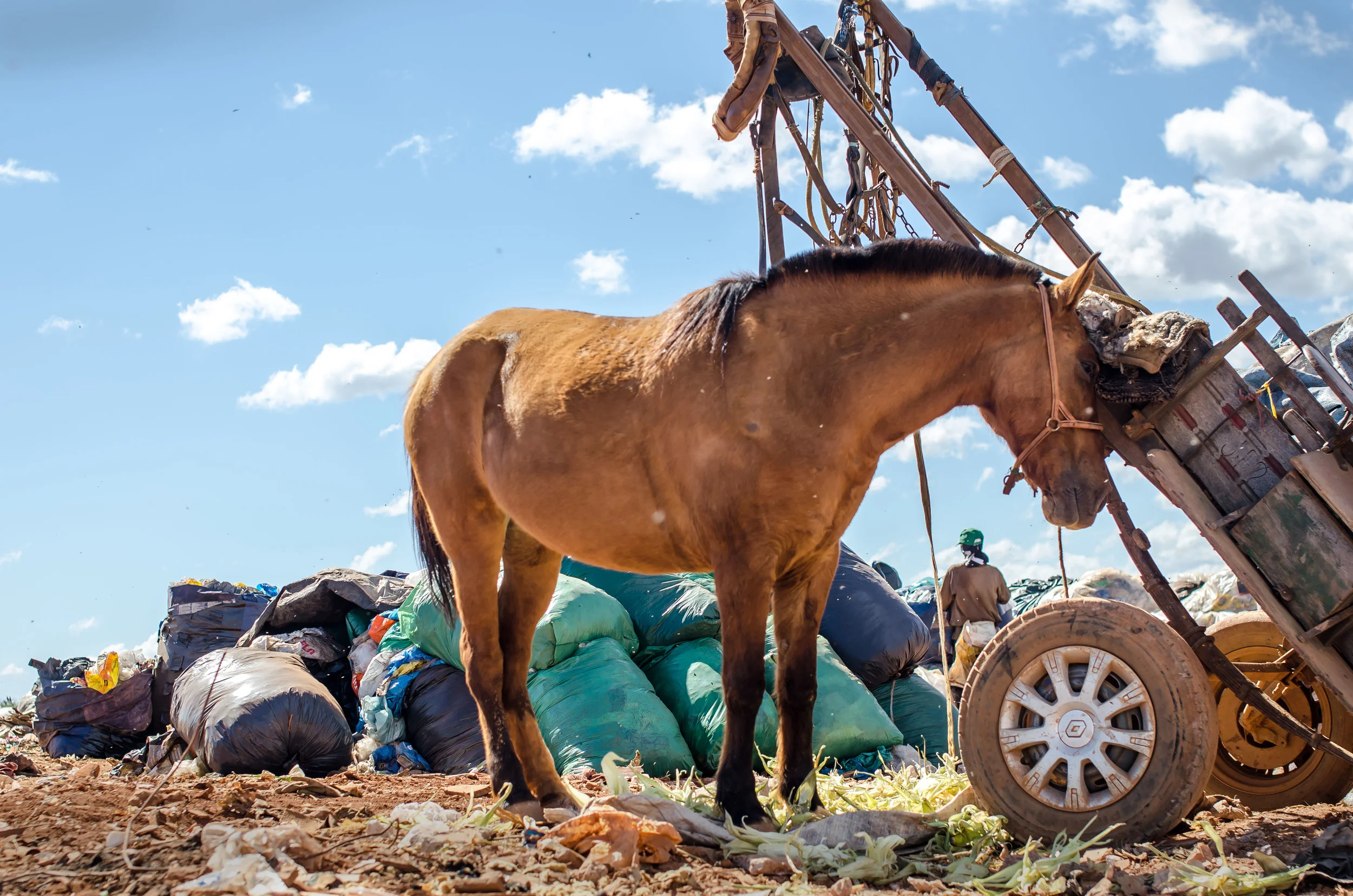 Horses and carts are sometimes used to transport trash. This one was so sweet, and enjoying an afternoon rest.
