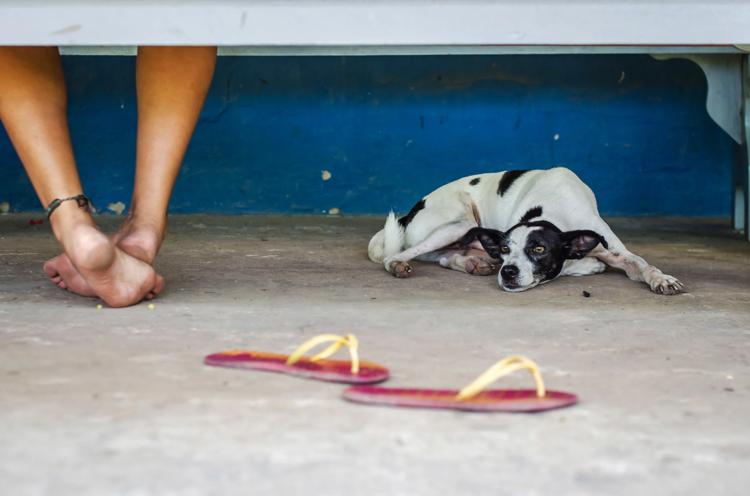 Dogs ran everywhere in the villages. This one took a liking to us and our dinner scraps, and we liked the company. 