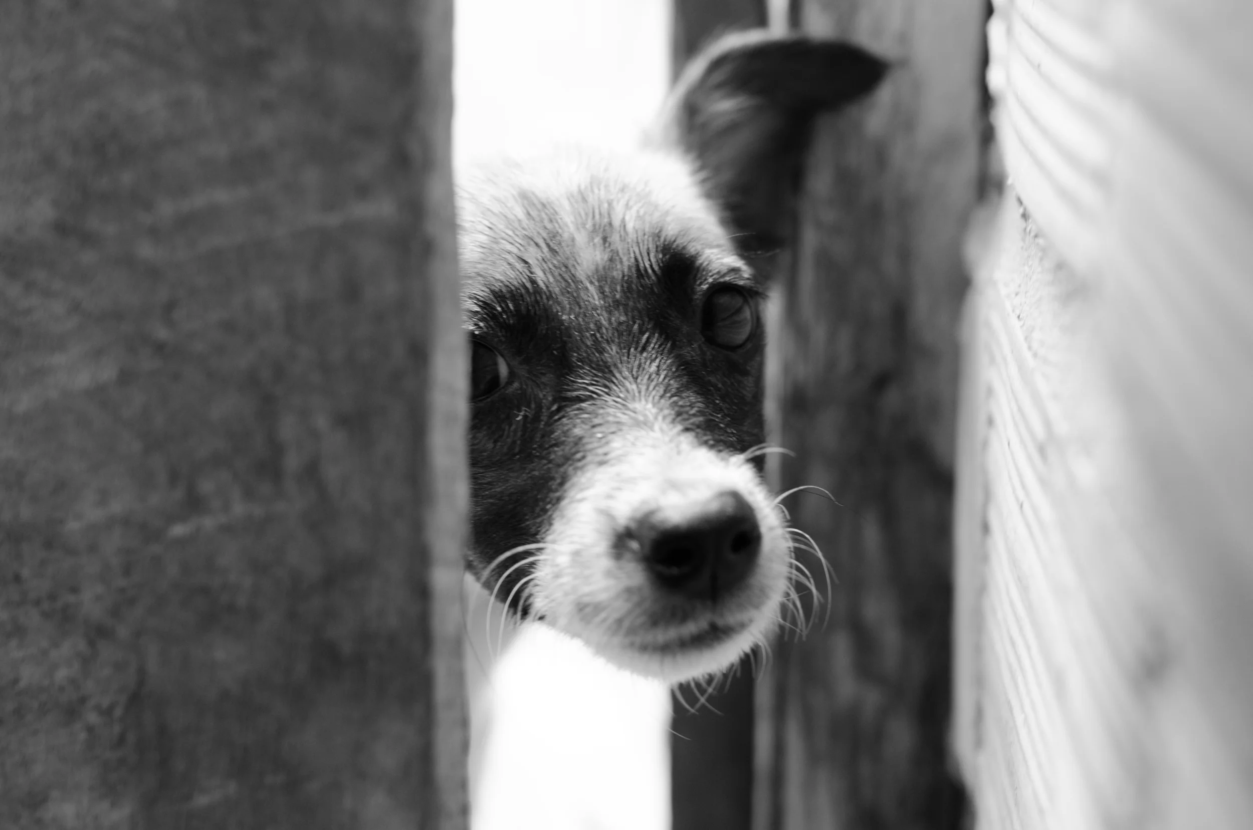 So many sweet-faced strays. 