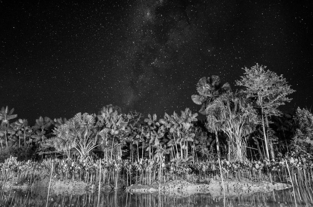 Starry jungle nights.