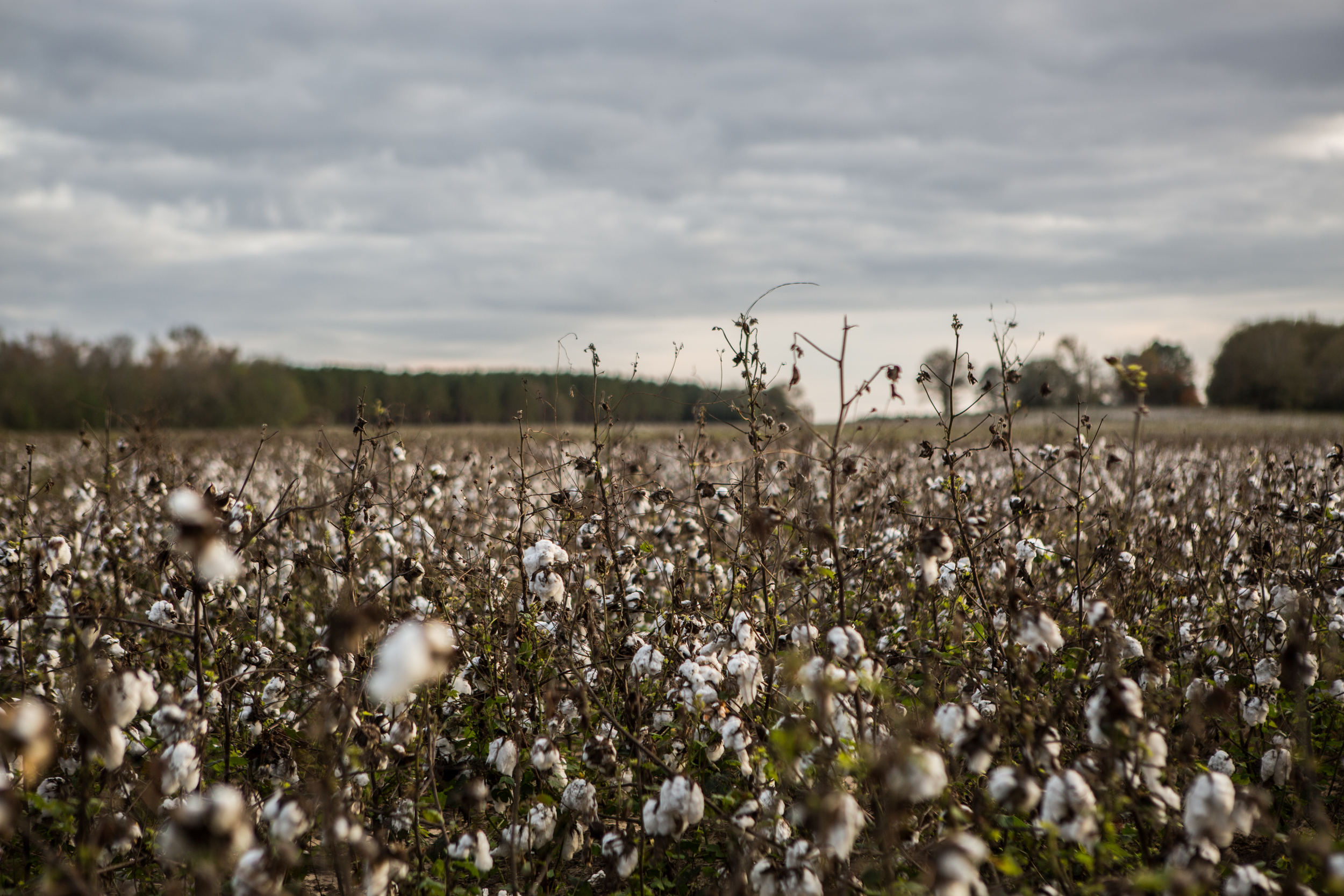 One of many cotton fields we passed in Alabama. The stalks look like miniature trees with clouds all about the branches.