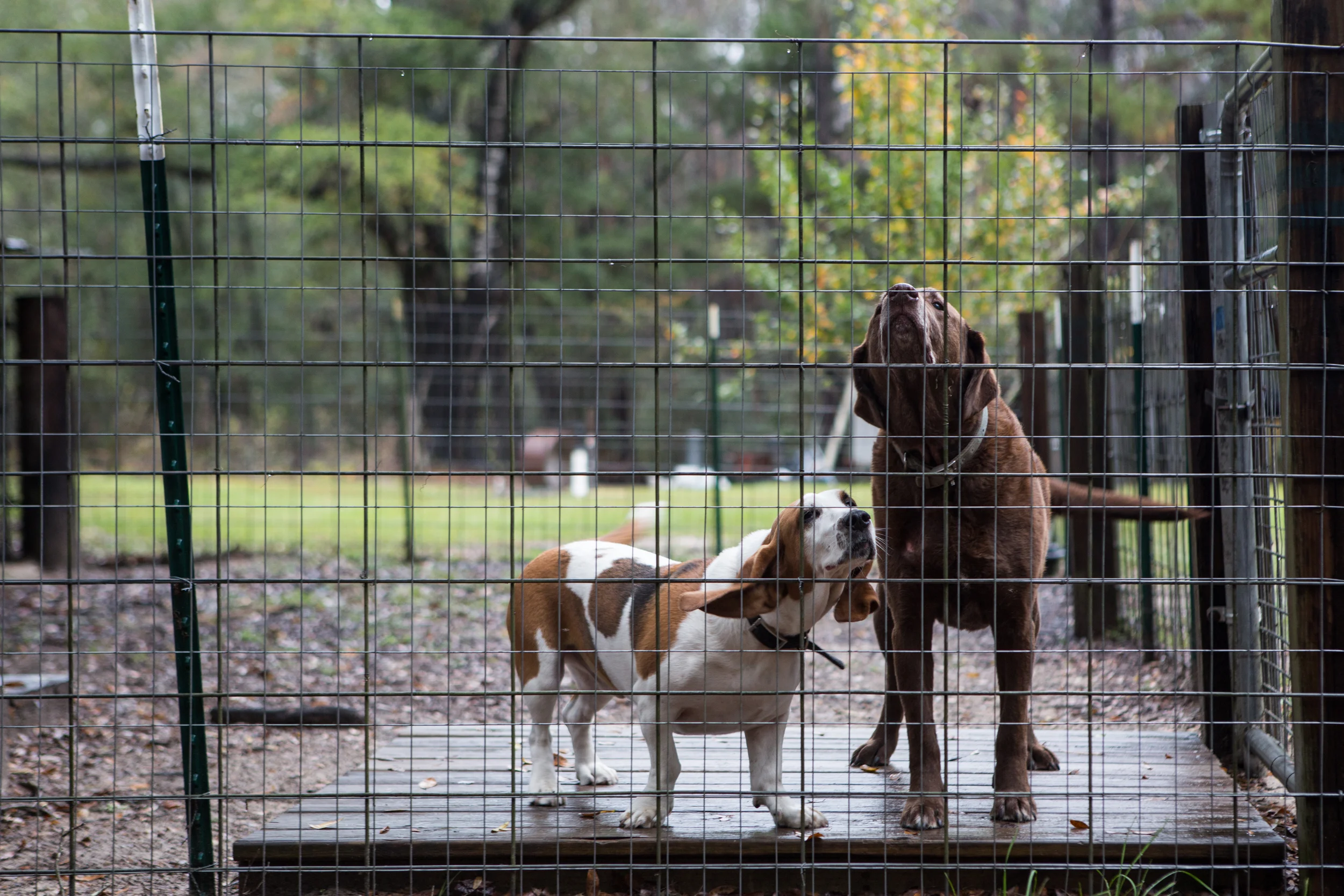 Farm dogs doing their farm dog thing. 