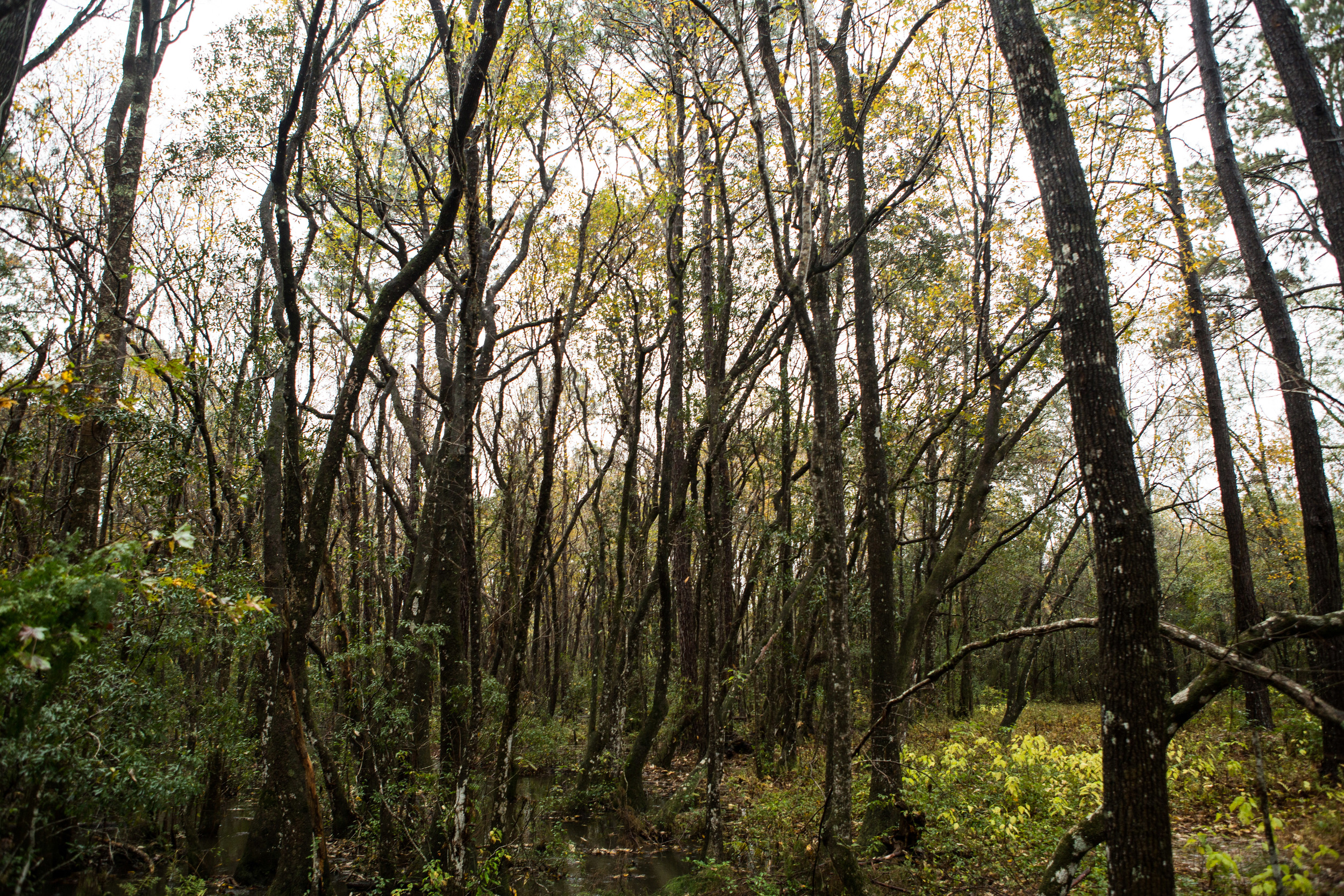 We stayed a night in North Florida with a sweet brother of my mom's. He lives on a few acres in the country, nestles among these pretty spindly trees.