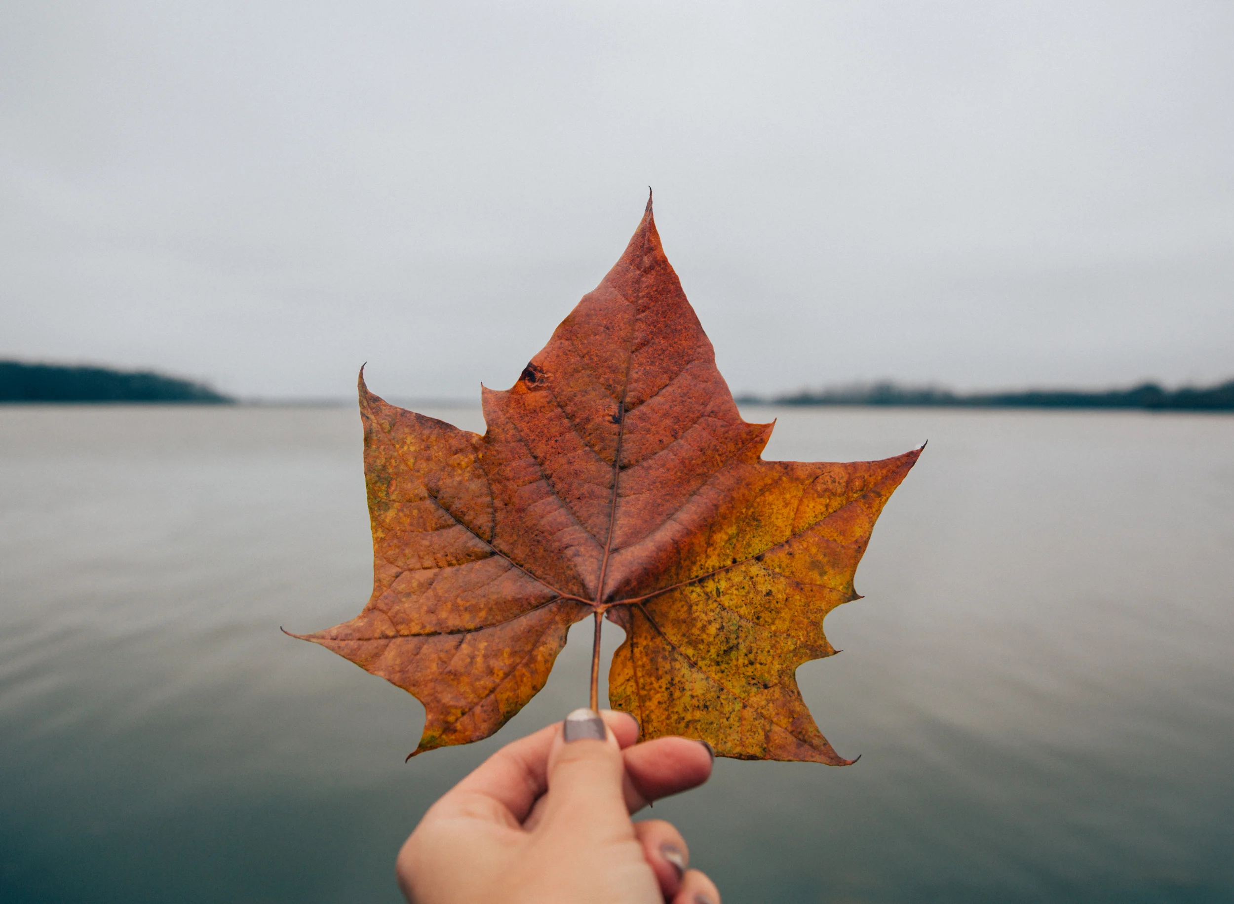Missouri showing off it's fall colors in December.