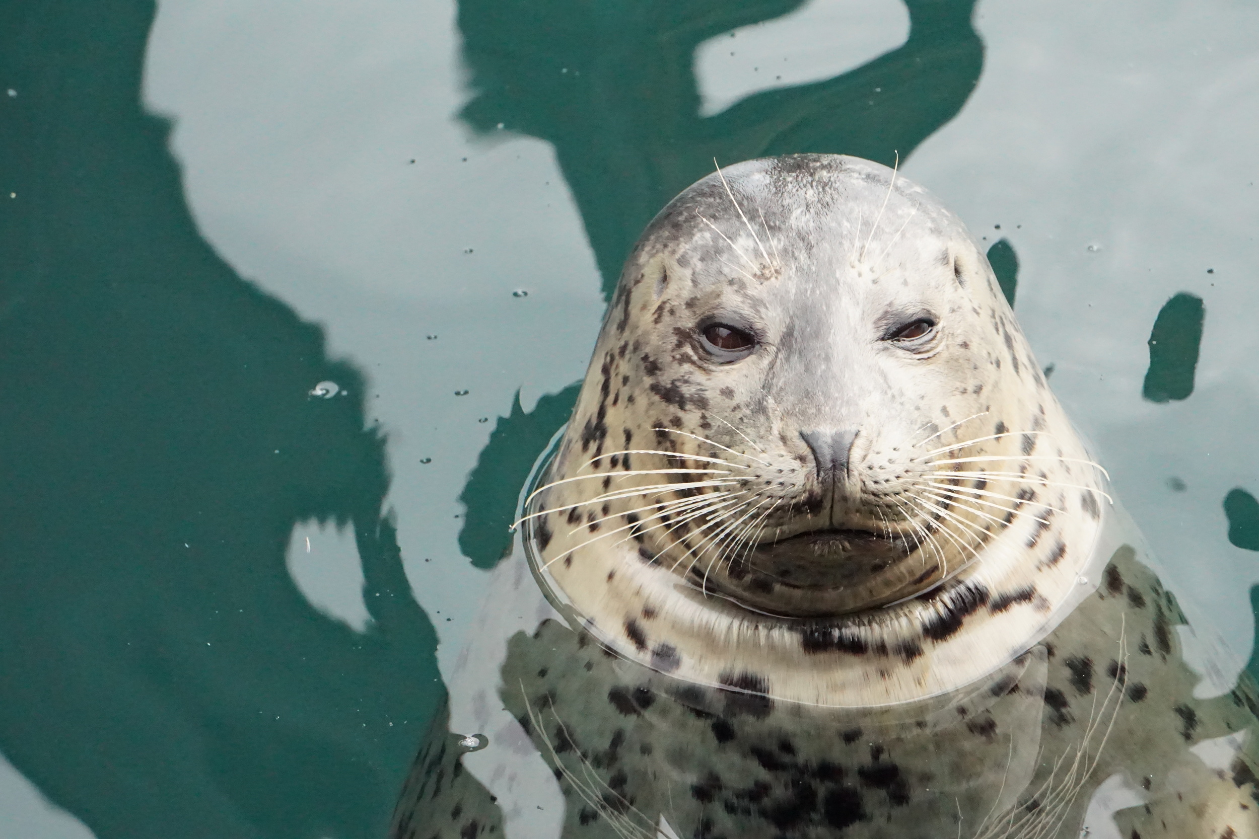 Seal - Monterey, CA. Dec. 2015