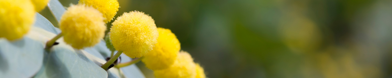 wattletree plain.png