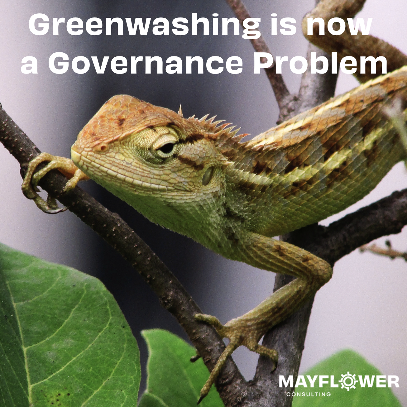 Recent Greenwashing Actions and Trends