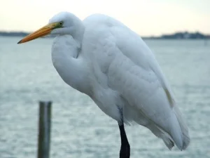 egret.jpg