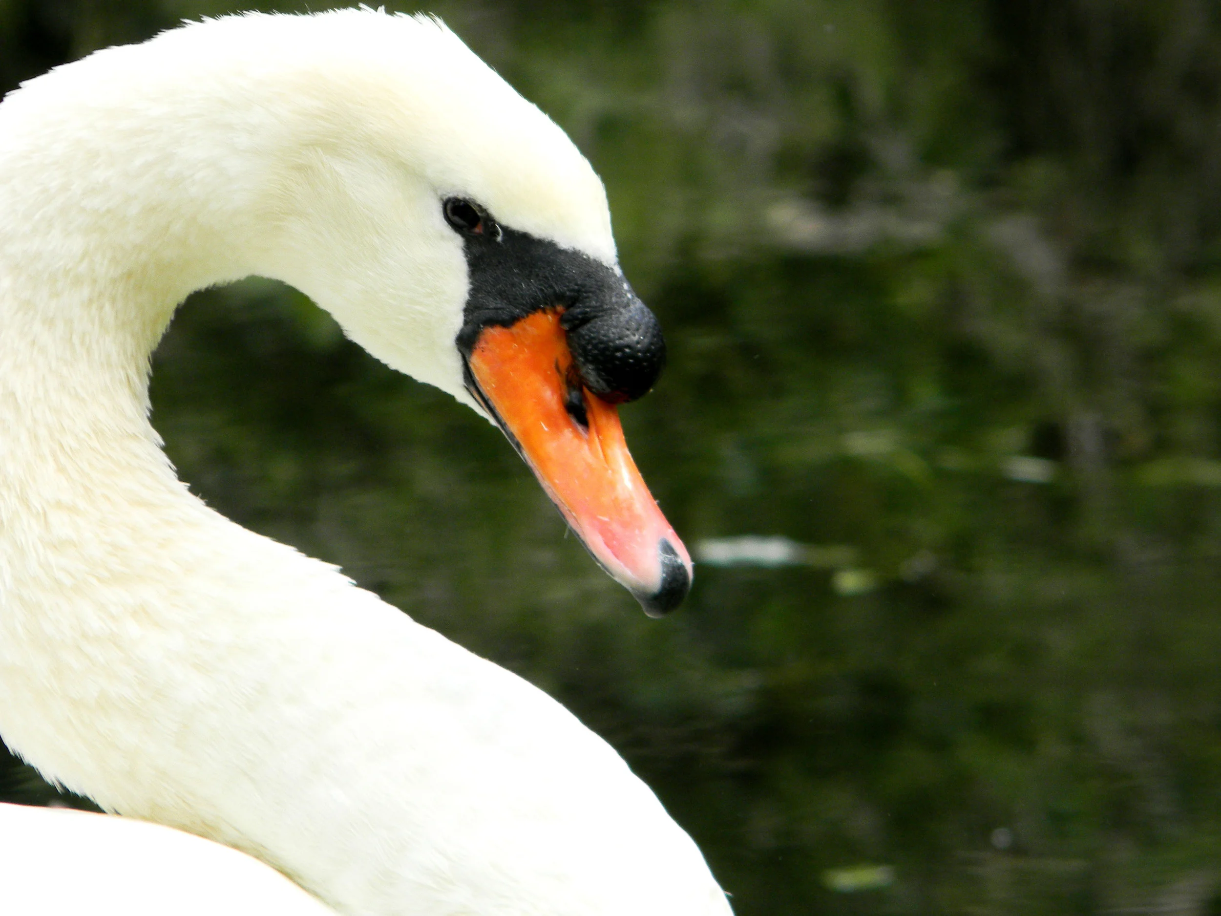 "Personal" by Brittany Duffy I was already capturing a few swan pictures from afar but I was able to get really close for this shot allowing me to feel like this shoot was "personal". I loved the form of the swan's neck and how he seemed to be looking directly at me. 