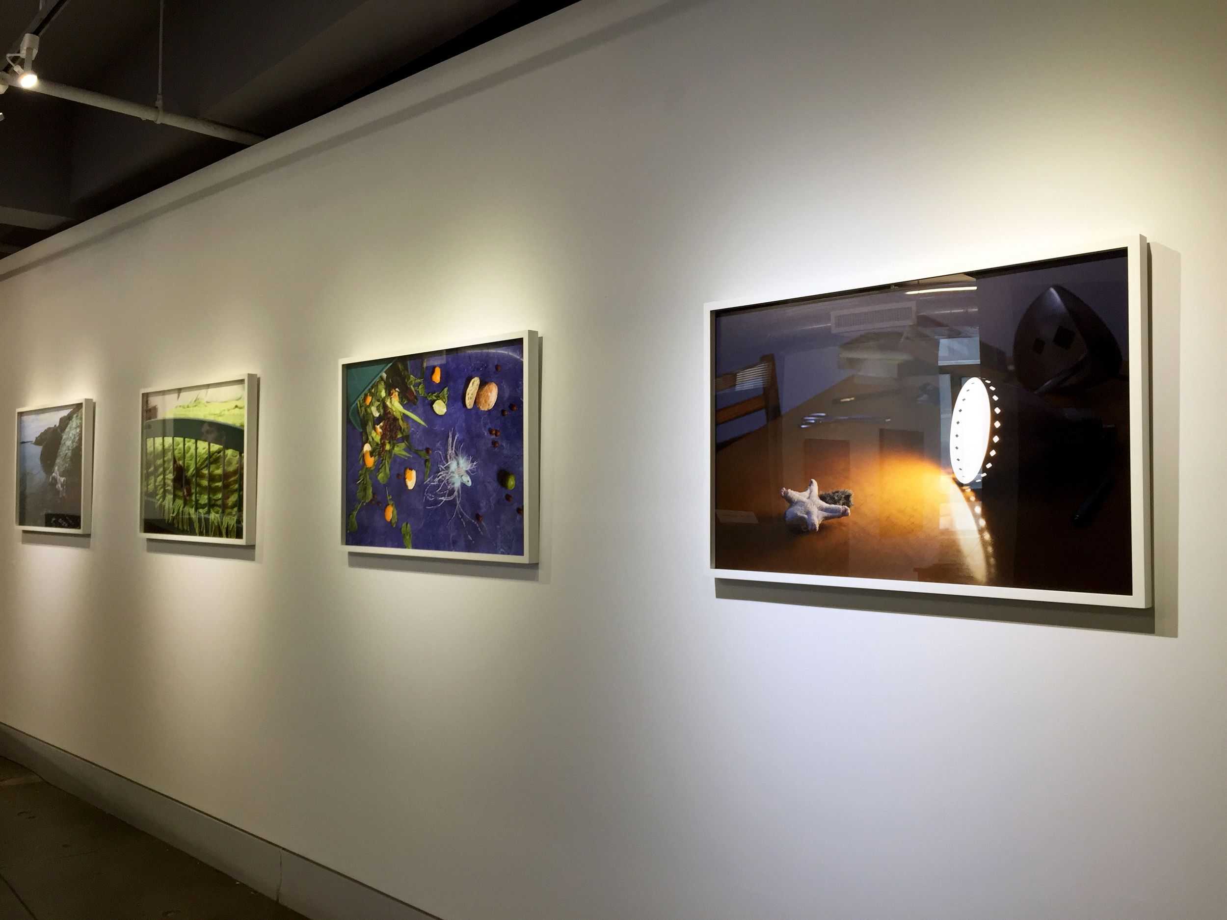 Jeanette May Morbidity & Mortality series Installation view