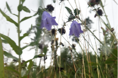 Moa Alskog, Woe to anyone for whose sake the meadow sighs and the bumblebee weep! (2018), 10:00 min.