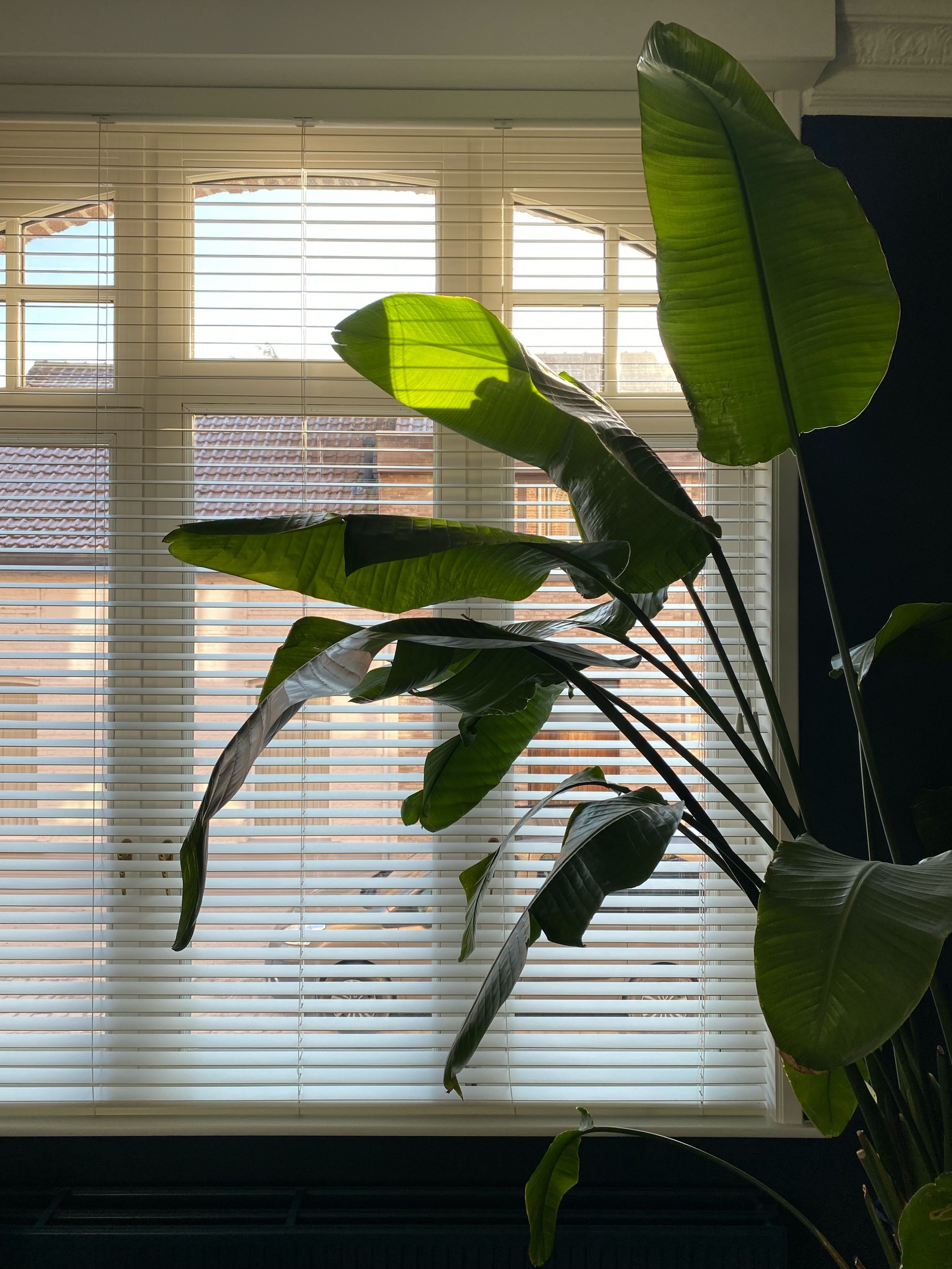 IMG_9657.jpeg