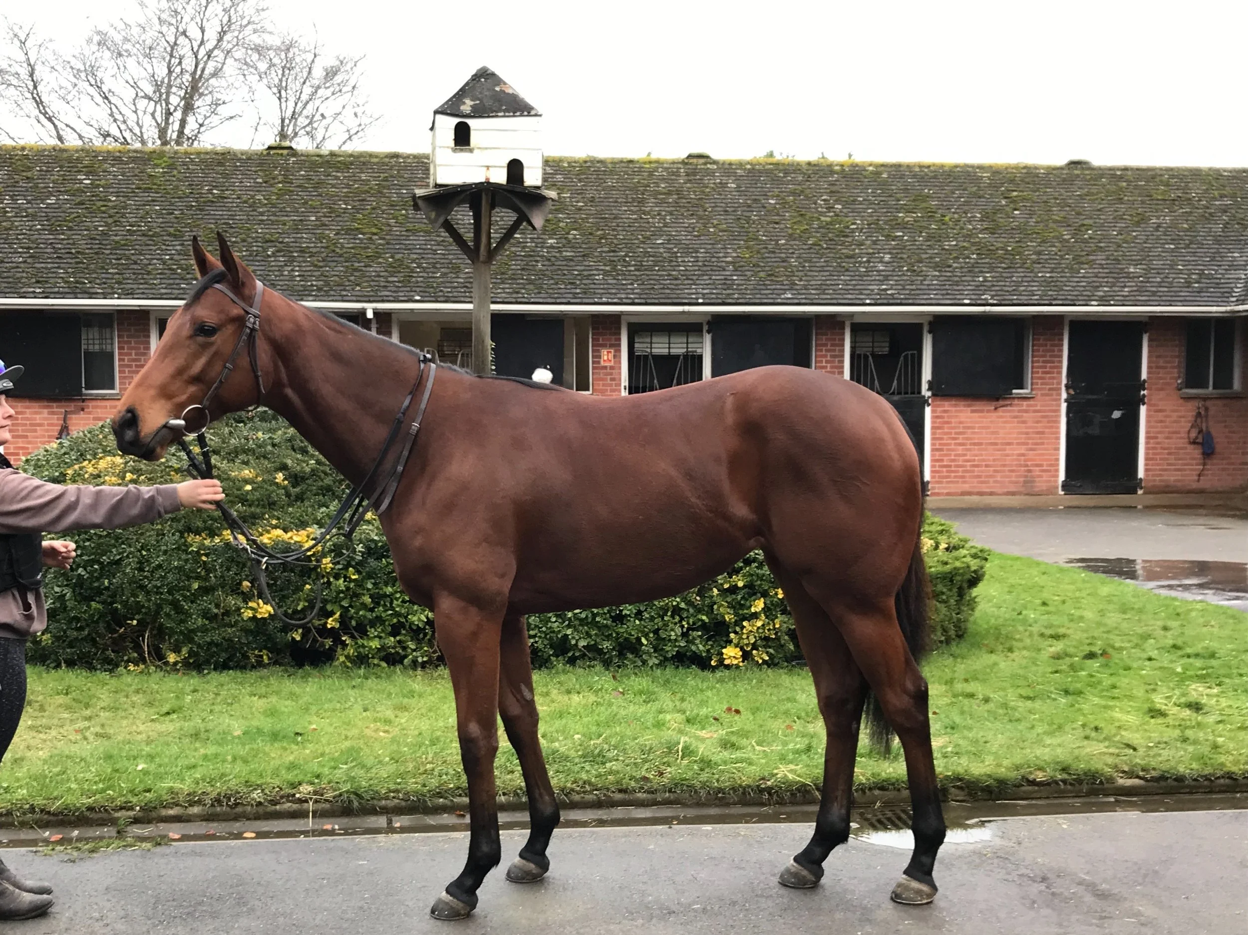 2017 Bay Filly Mukhadram x Sabreon Owned by Velocity Racing