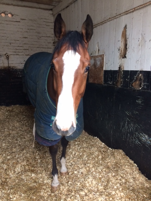2015 Bay Gelding by Showcasing x Flying Hi Owned by Mr & Mrs Nigel Bailey & Paddy Durnin