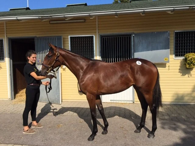 2018 Maxios filly.jpg