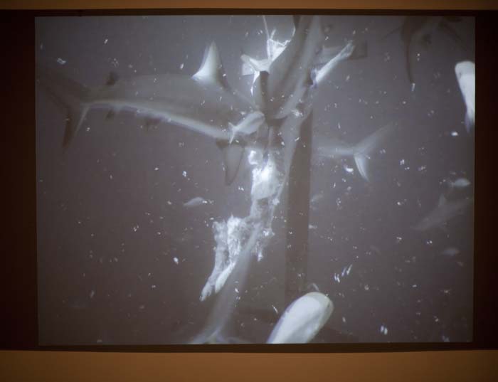   Wojtek Ulrich,   The Dog , 2011. Single channel black and white video projection with audio. 