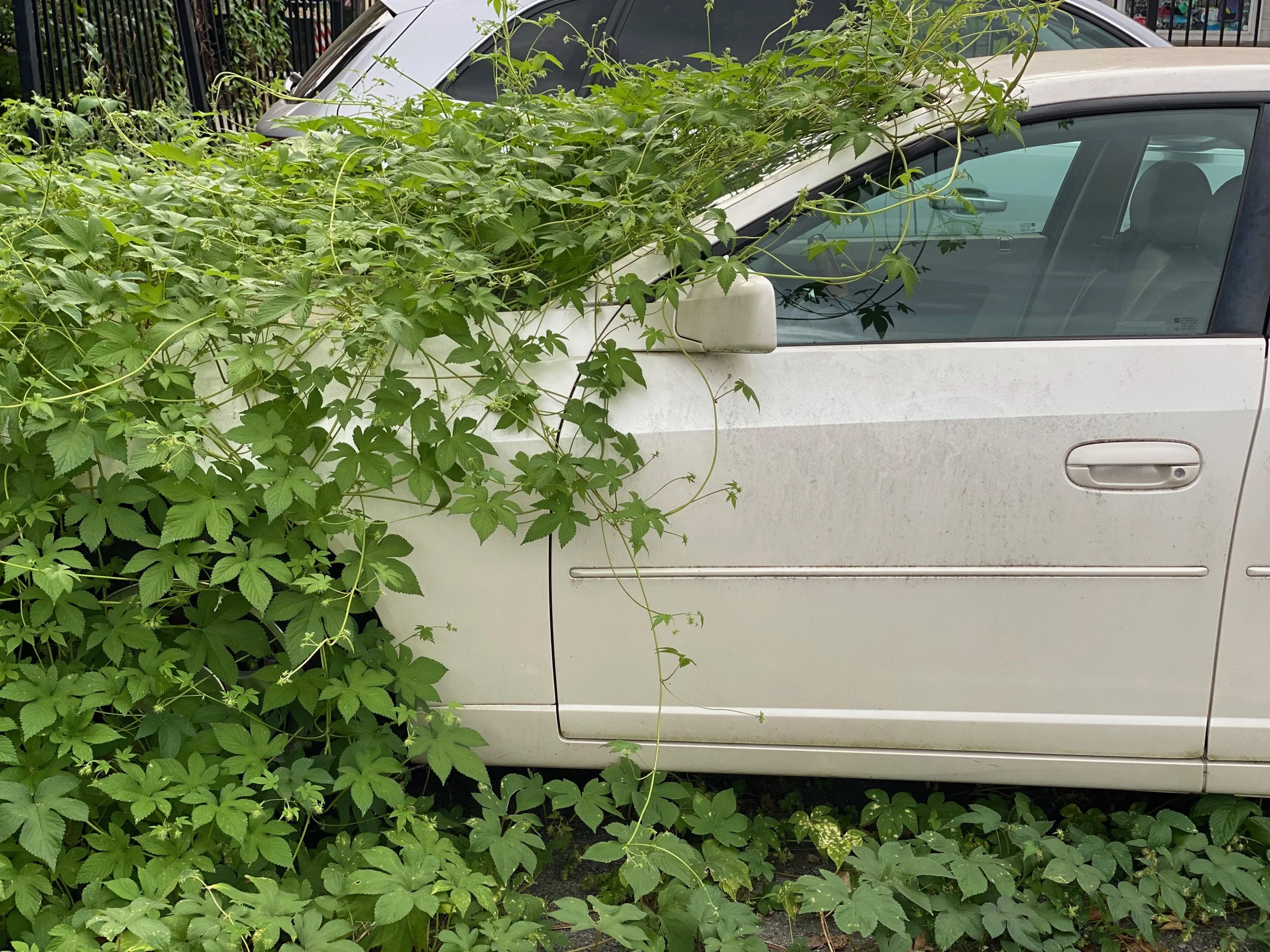 Sprout Hinge Nap Wobble – Opening Reception, Plant Swap, and Durational Performances