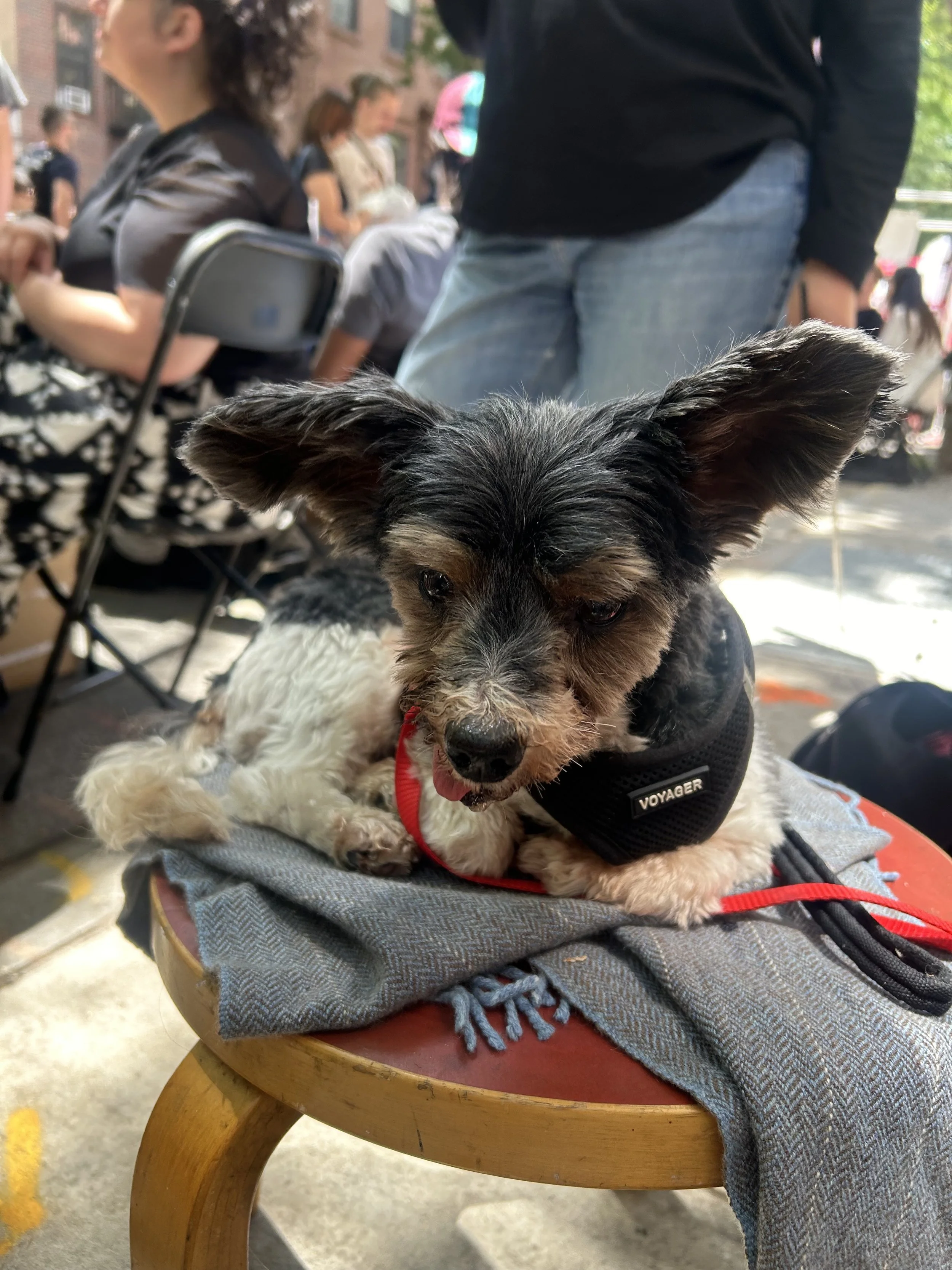 IMG_0794.jpeg