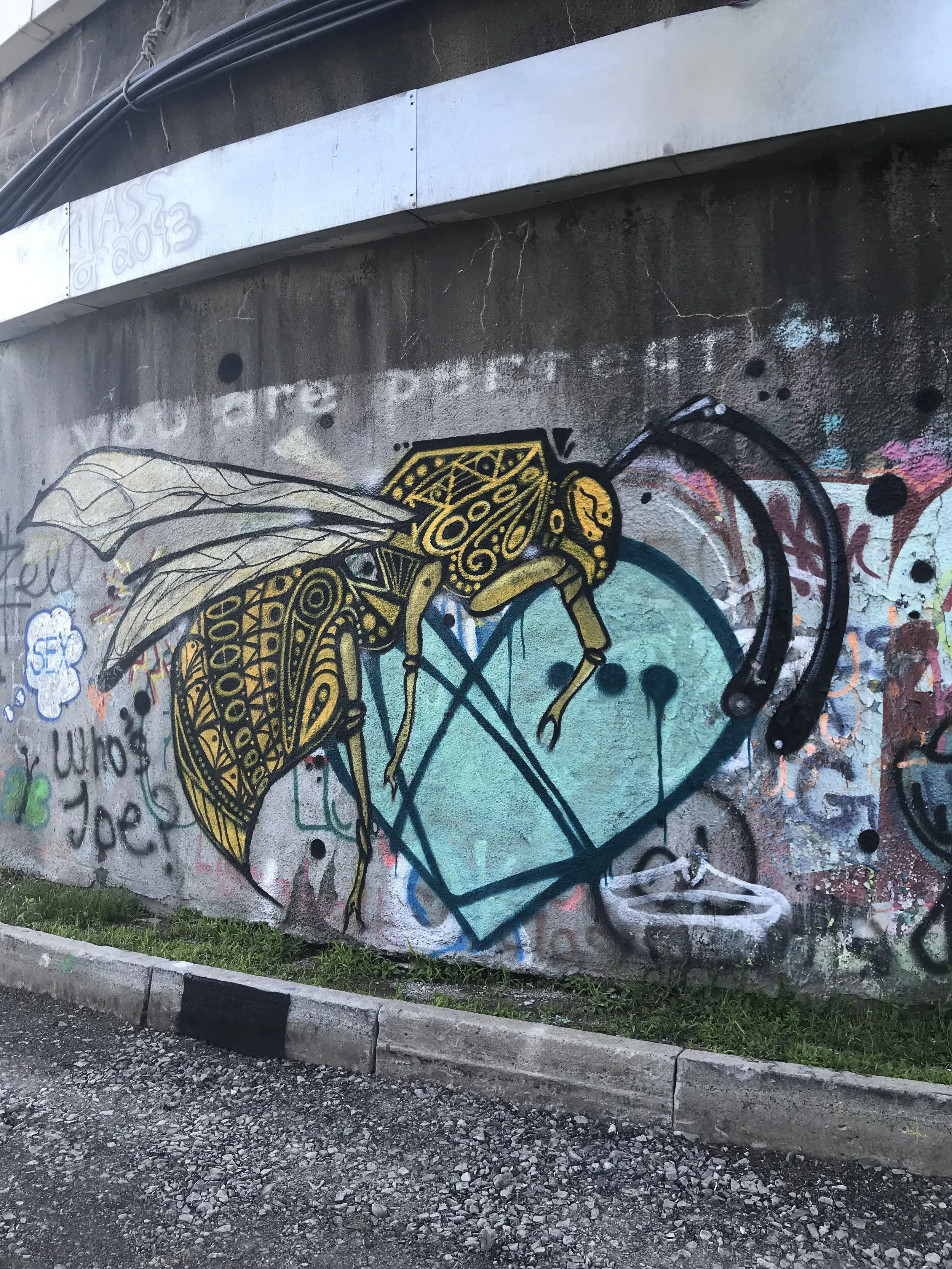 WASP WITH HEART - SYRACUSE, NY