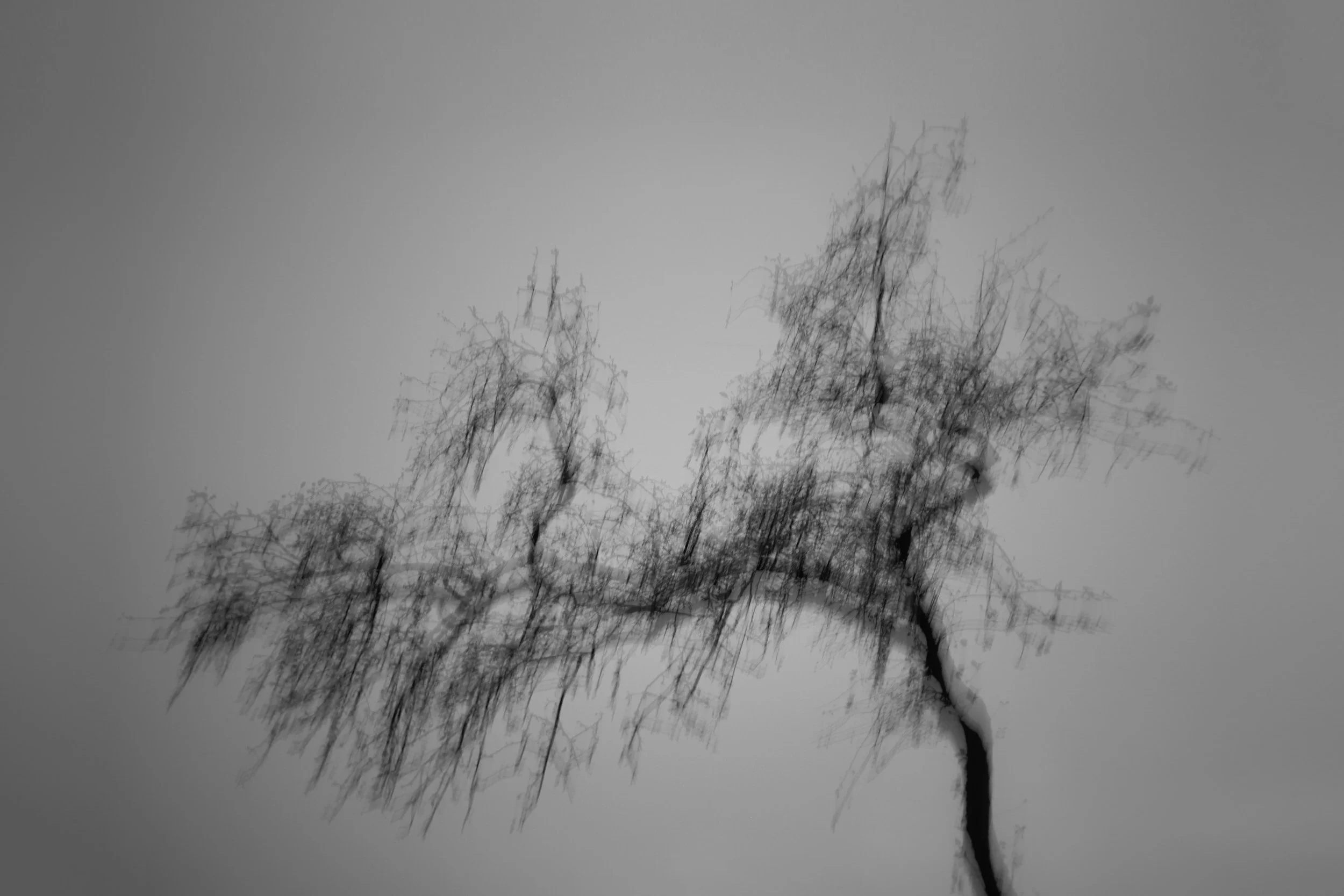 Woodland