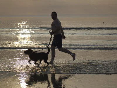297_Border-Collie_7.jpg