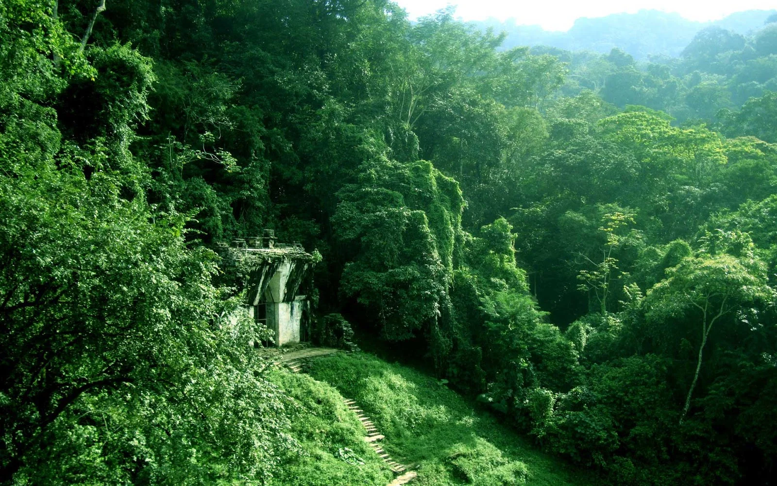 Jungle.jpg