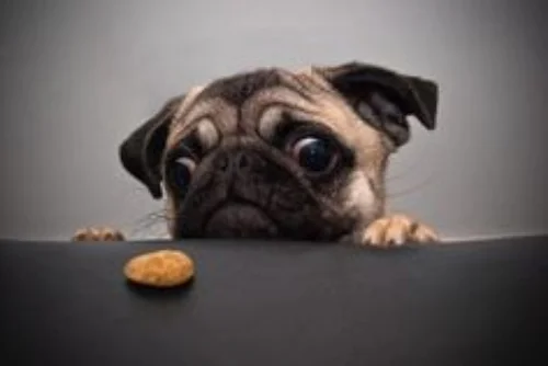 DogFocus.jpg