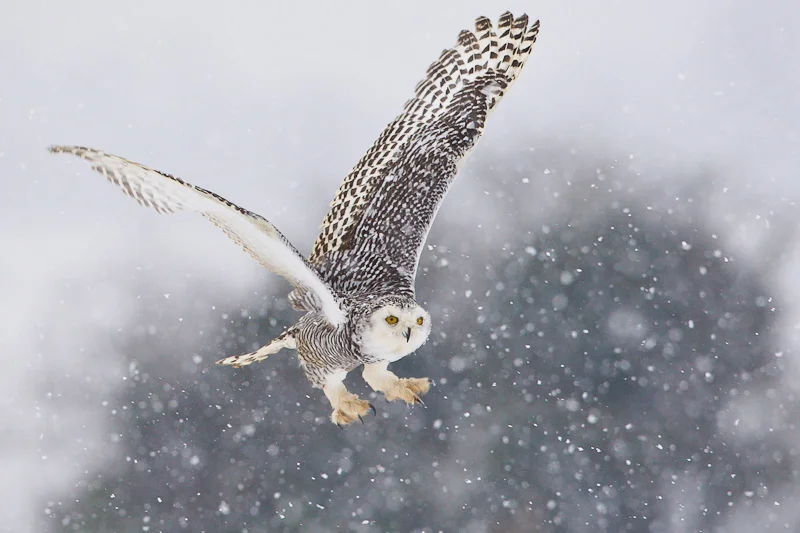 OwlFlySnow.jpg