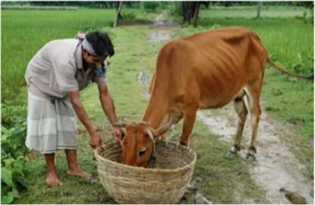 FeedingCow.jpg