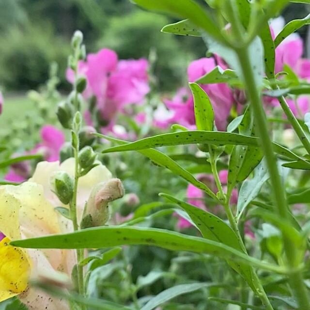 6.28.20
💅🏼My snap dragons are doing soooo well this year. Probably because they were born in @paintersgreenhouse.  They remind me of my Nana. She always had them in her garden when I was little. 💅🏼Proof that Precious survived the weekend
💅🏼Pedi