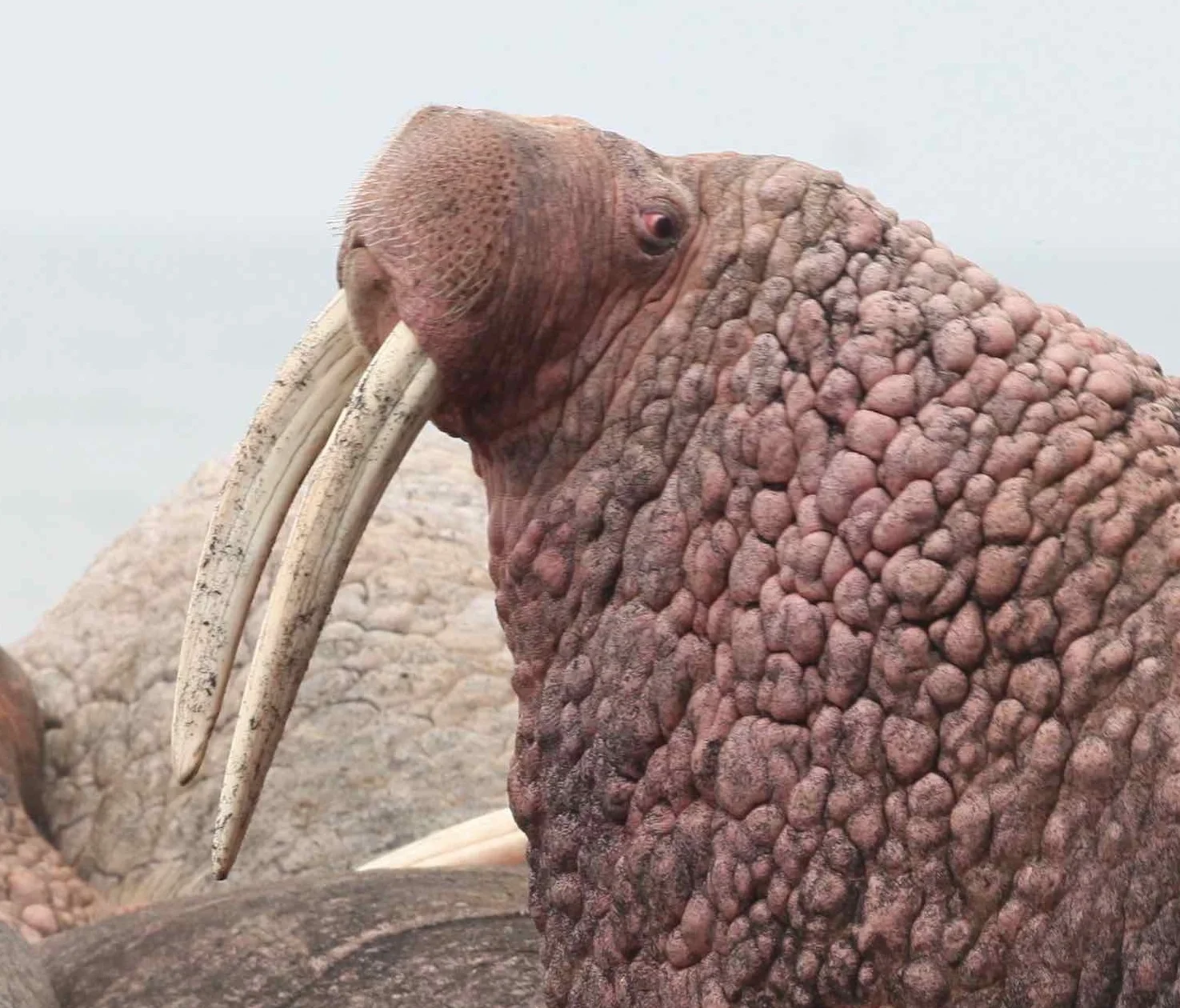 Walrus