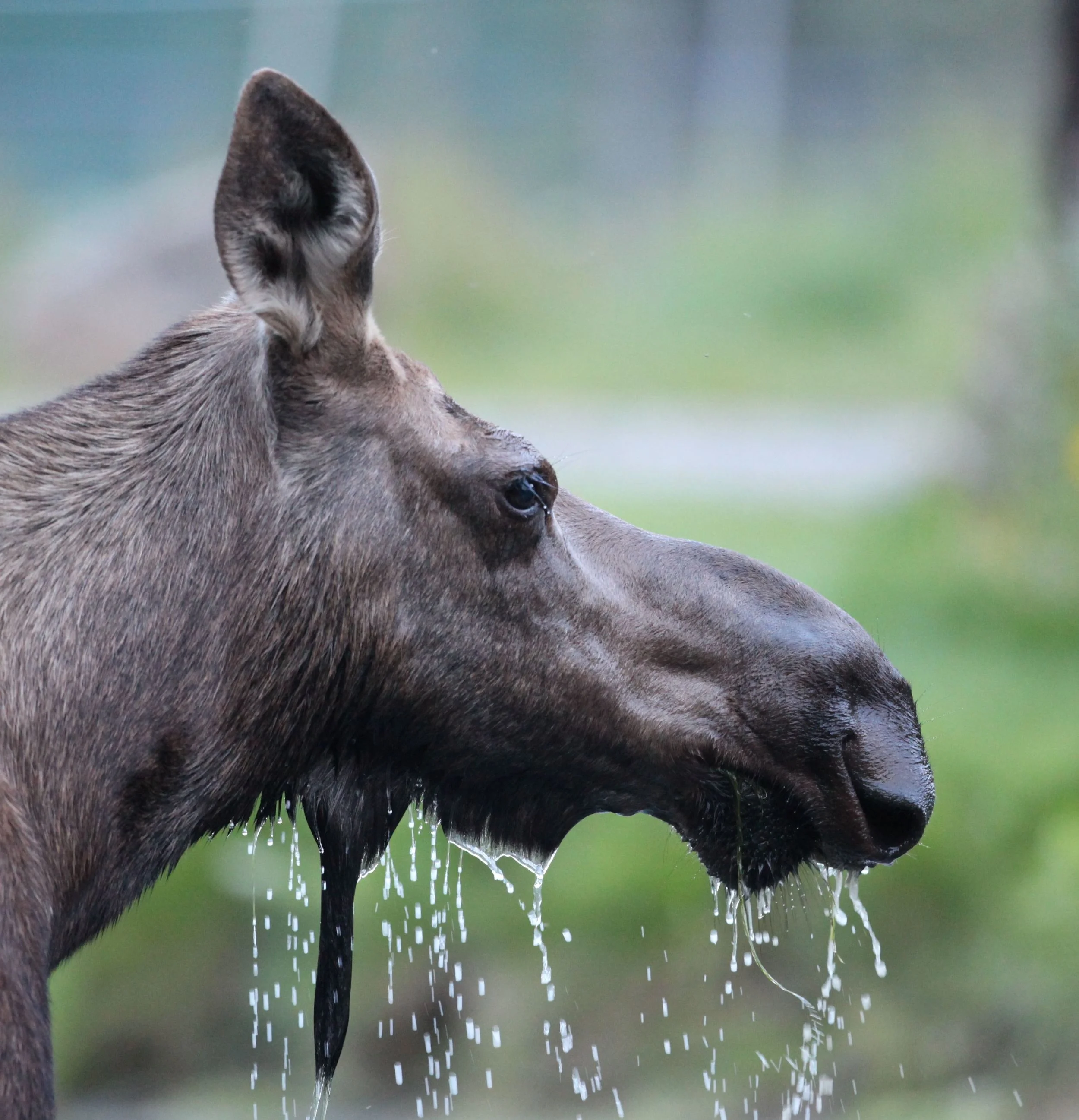 Go North, Young Man!
