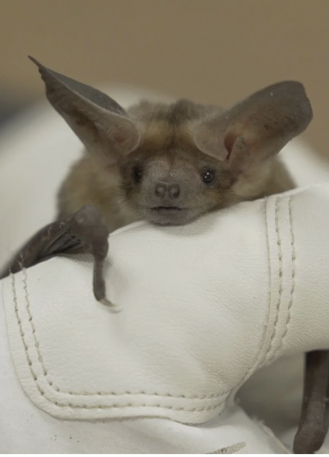 Voices of our Coast Movie Night: The Invisible Mammal