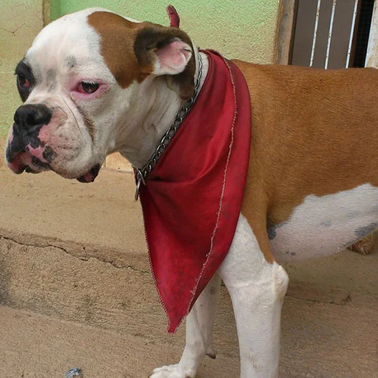 Tão educado que uso babador para comer.